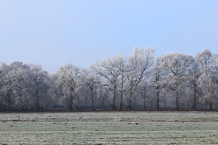 wintry, winter, cold, nature, trees, meadow, eiskristalle