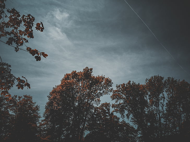 Фотографія, коричневий, дерева, денний час, небо, хмари, завод