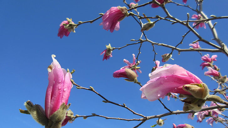 Magnolia, musim semi, alam, merah muda, bunga, Blossom