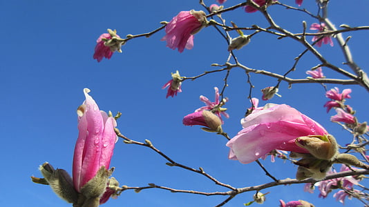 magnolija, pomlad, narave, roza, cvet, cvet