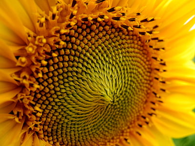 sunflower, flower, flower of sunflower, yellow, nature, summer, agriculture
