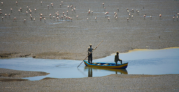 båt, flamingoer, sand, vann, Creek, fuglen, flokk