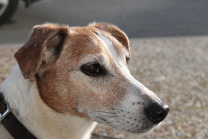 Jack russell, cane, cane felice