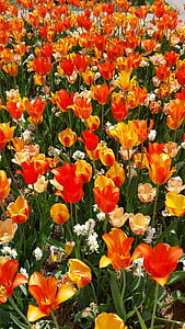 Tulipaner, blomster, forår, natur, blomst, plante, gul