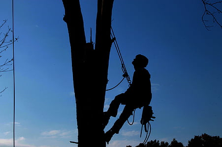 tree service, hard work, lumberjack, tree, branch, safety, cut