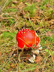 fungus, red, forest, leaves, needles, moss, toadstool