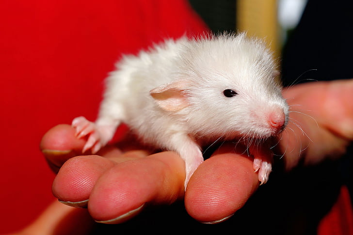 rat, bébé, Sweet, rat de couleur, mignon, jeune animal, bébés rats