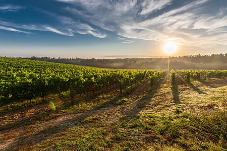 Tuscany, anggur, bidang, alam, hijau, di luar rumah, pemandangan