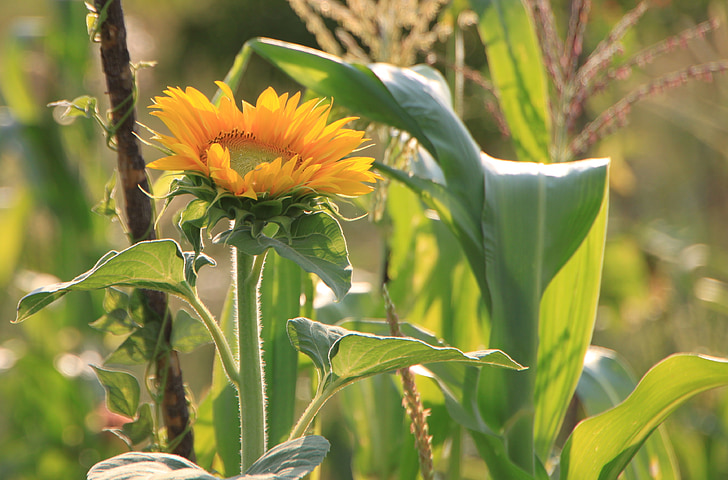 lilled, Helianthus, päike, päevalill, päevalilled, kollane, taimed