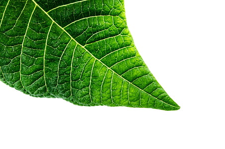 organický, makro, zelená, životního prostředí, detail, způsob, listoví