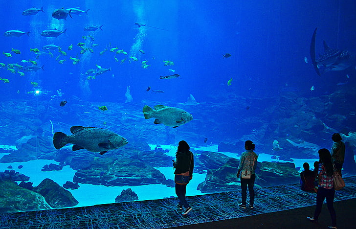 aquarium, fish, atlanta, georgia, tourist, ocean, sea