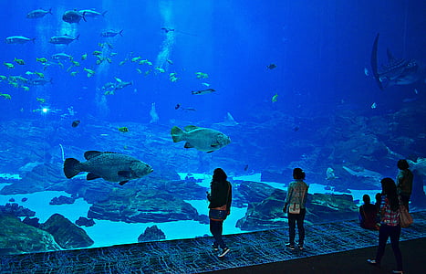 akvárium, hal, Atlanta, Grúzia, turisztikai, óceán, tenger