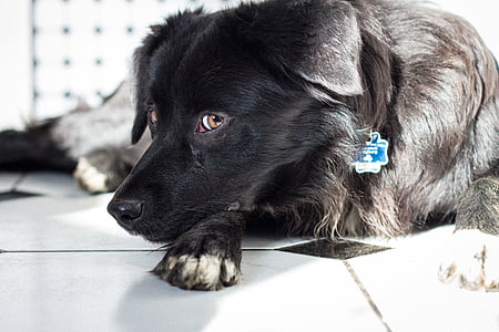 pes, černá, domácí zvíře, hlava, pohled, dorost, Labrador