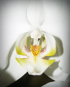 flower, orchid, tropical, white, green, yellow, red