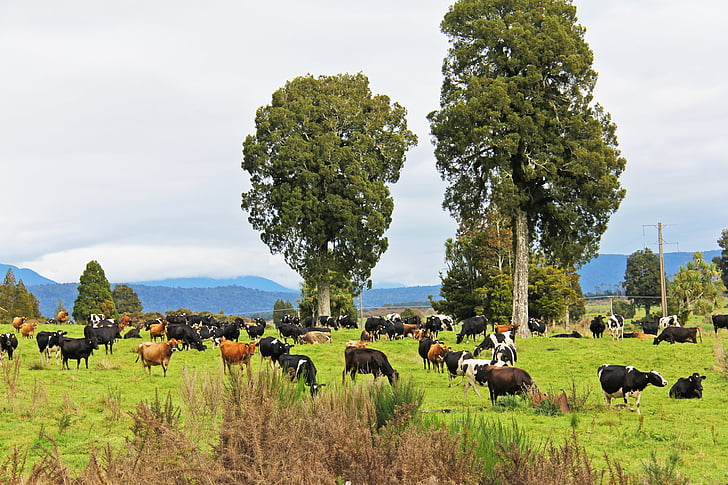 krowa, gospodarstwa, State highway 6, Natura, jesień, piękne, dekoracje