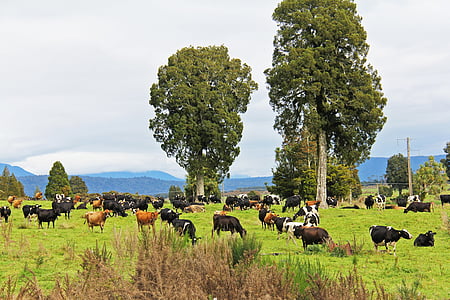 kráva, farma, State highway 6, Příroda, podzim, Krásné, scenérie
