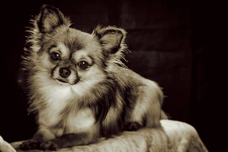 Chihuahua, lille, lille hund, kæledyr, chiwawa, Hvid brun, hund