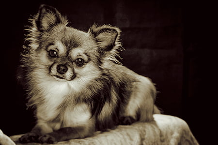 Chihuahua, kis, kis kutya, Háziállat, chiwawa, fehér barna, kutya