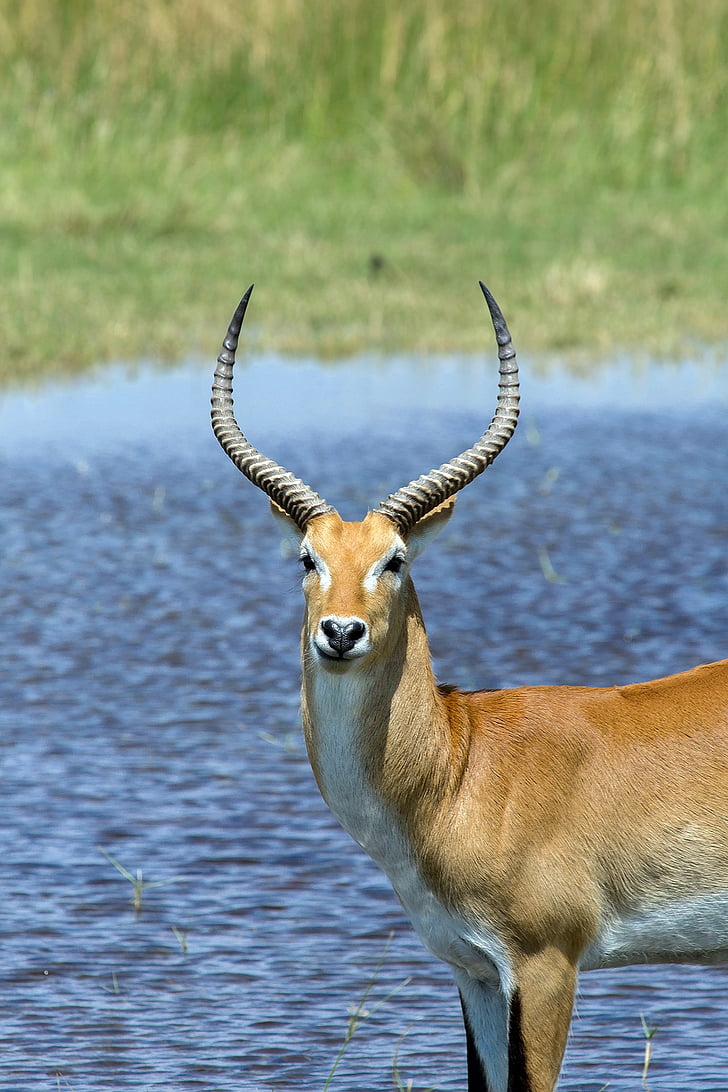 bruin, wit, in de buurt van, lichaam, water, Antelope, Afrika