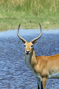 brown, white, near, body, water, Antelope, Africa