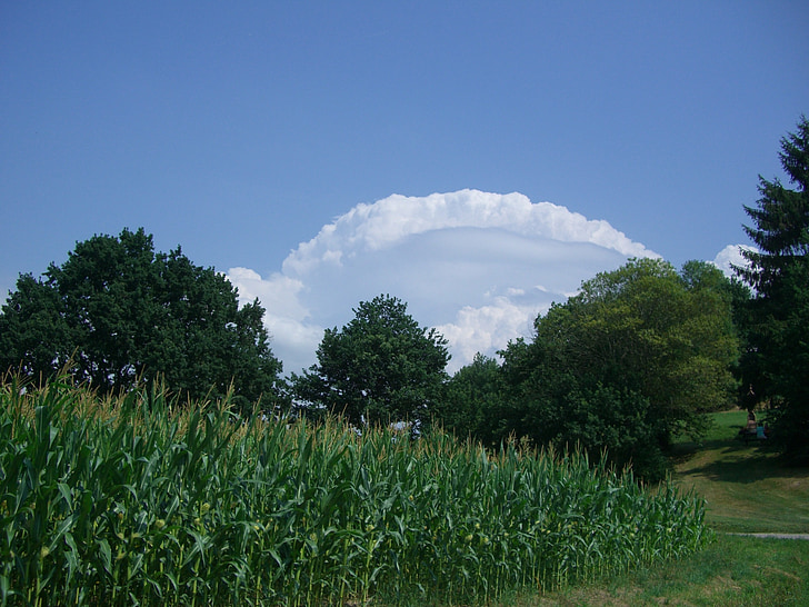clouds, clouds arc, sky, blue, cornfield, green, corn