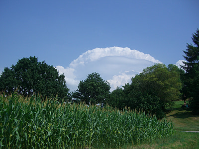 oblaci, oblaci luk, nebo, plava, polje kukuruza, zelena, kukuruz