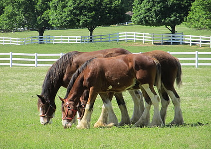 clydesdales, 馬, イヤーリング, 若い, 放牧, 牧草地, コラール