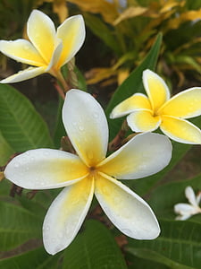 花, 自然, 植物, 岛屿, 拉帕努伊, tiare