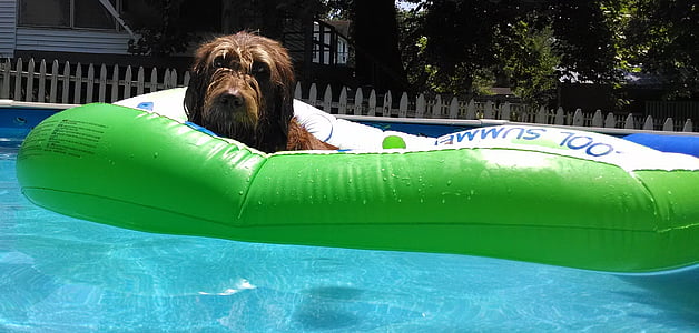 labradoodle, pool raft, relaxation, sun, pool, swimming, relax