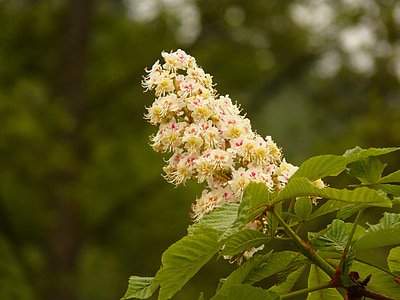 castagno, fiore di castagno, albero, infiorescenza, primavera, Bloom, Buckeye