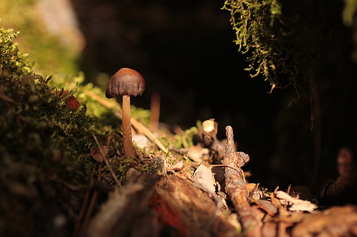 fungo, muschio, verde, autunno, foresta, piccolo, mondo