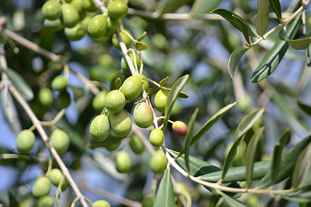 Oliver, gröna oliver, olivlund, grön, olja, skörda oliver, olivkvist