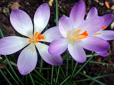 Crocus, Iridaceae kuuluvia lajeja, violetti, kevään, kasvi, Luonto, kukka