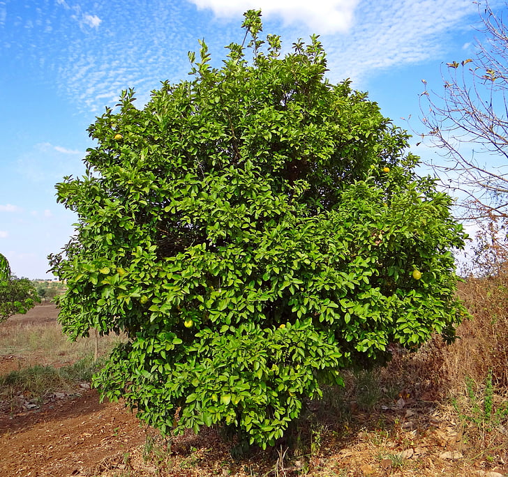 árvore de limão, Citron, frutas, árvore, hulikatti, Índia