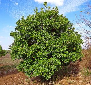 albero di limone, cedro, frutta, albero, hulikatti, India