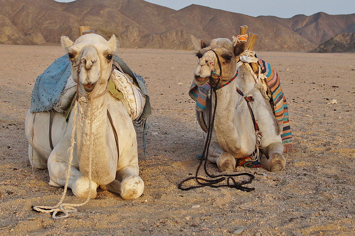 deserto, camelo, animal do deserto, areia, Egito