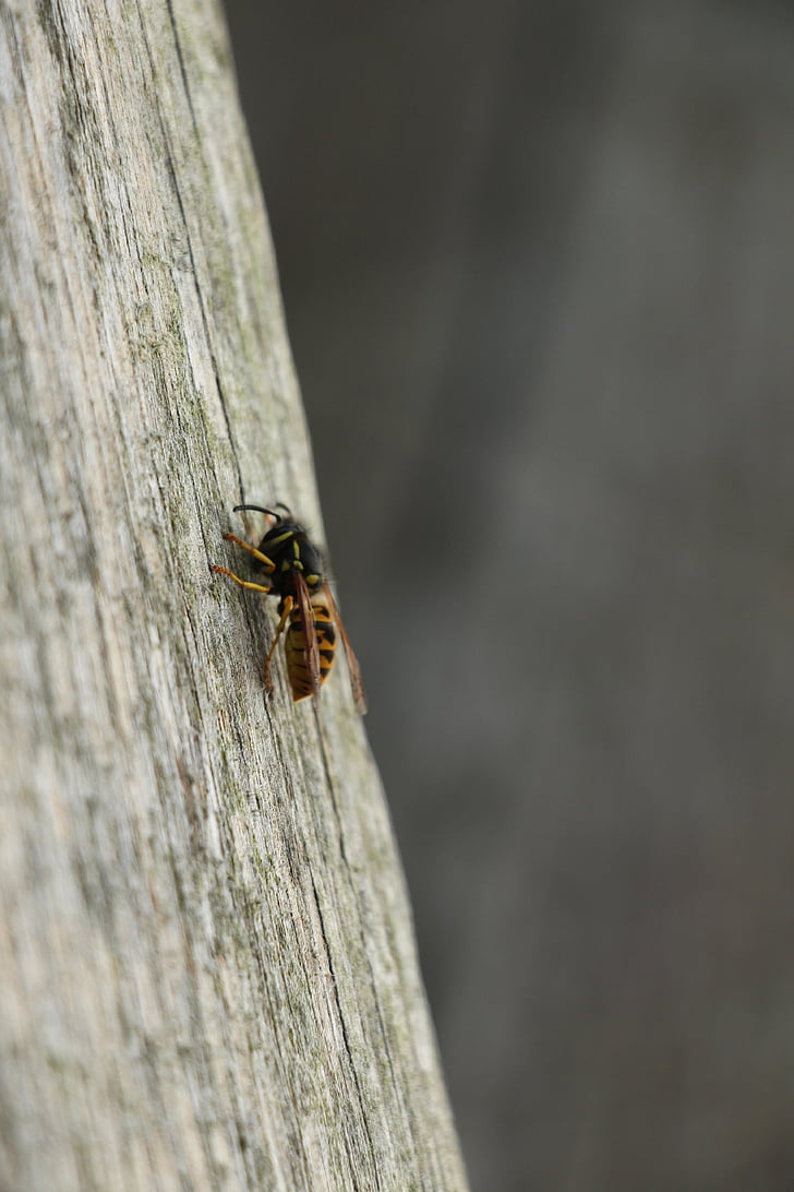 Wasp, bug, natuur