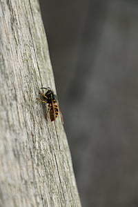 wasp, bug, nature