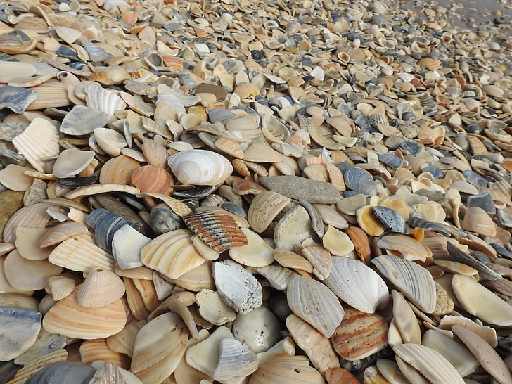 conchas do mar, praia, conchas, moluscos do mar, tropical, litoral, areia