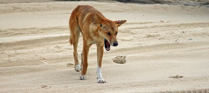 Dingo, dzikie zwierzę, Plaża, Australia, Fraser island, piasek, zwierząt