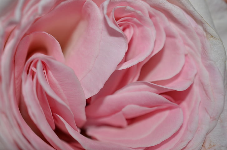 rosa, petali di rosa, Coppa, fiore, natura, rosa, foglia