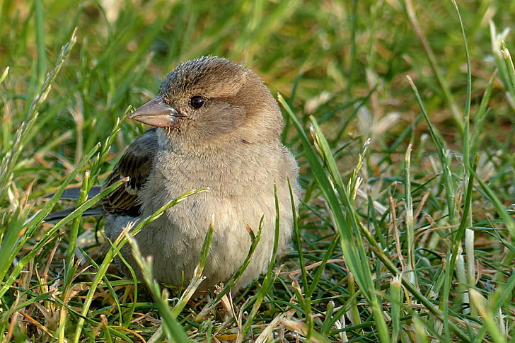 Sparrow, Passer domesticus, mladý, pták, smývání, v trávě, jedno zvíře