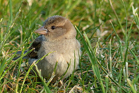 Sparrow, pelempar domesticus, muda, burung, mencari makan, di rumput, satu binatang