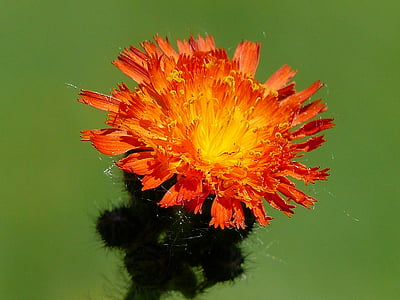 Jestřáb, plevel, oranžová, červená, Wild flower, louka, detail