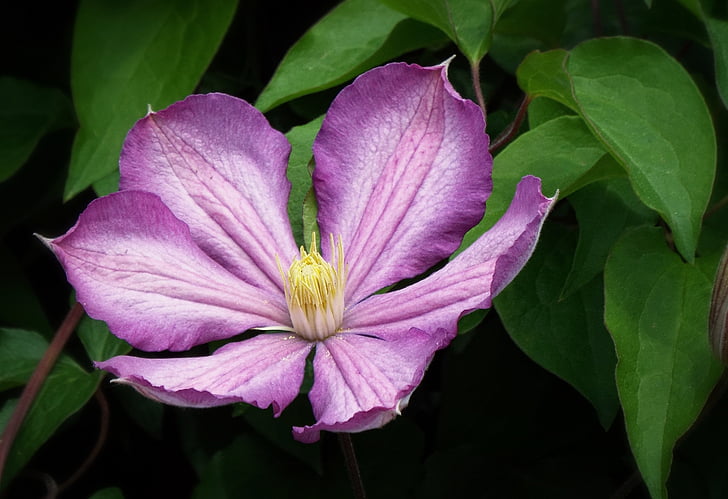 clematis, lila, purple flower, garden, spring, flower, nature