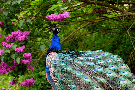 Peacock, vogel, veer, trots, natuur, dier, blauw