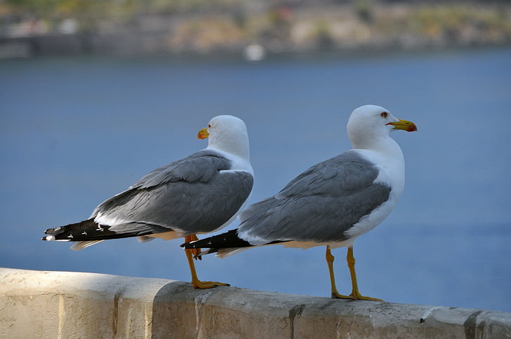 gulls, birds, bill