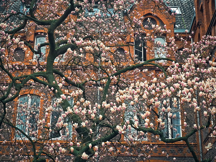 Magnolia, drzewo, kwiat, Bloom, wiosna, ogród, Natura