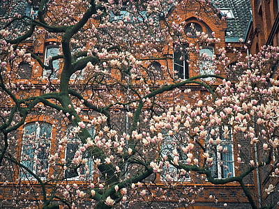 magnolia, tree, blossom, bloom, spring, garden, nature
