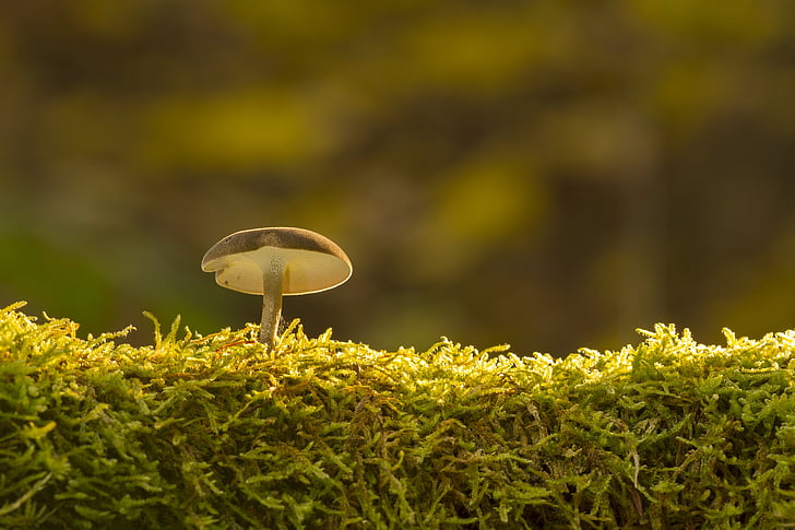 mushroom, moss, sponge, green color, growth, nature, plant